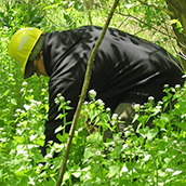 Garlic Mustard Pull.jpg